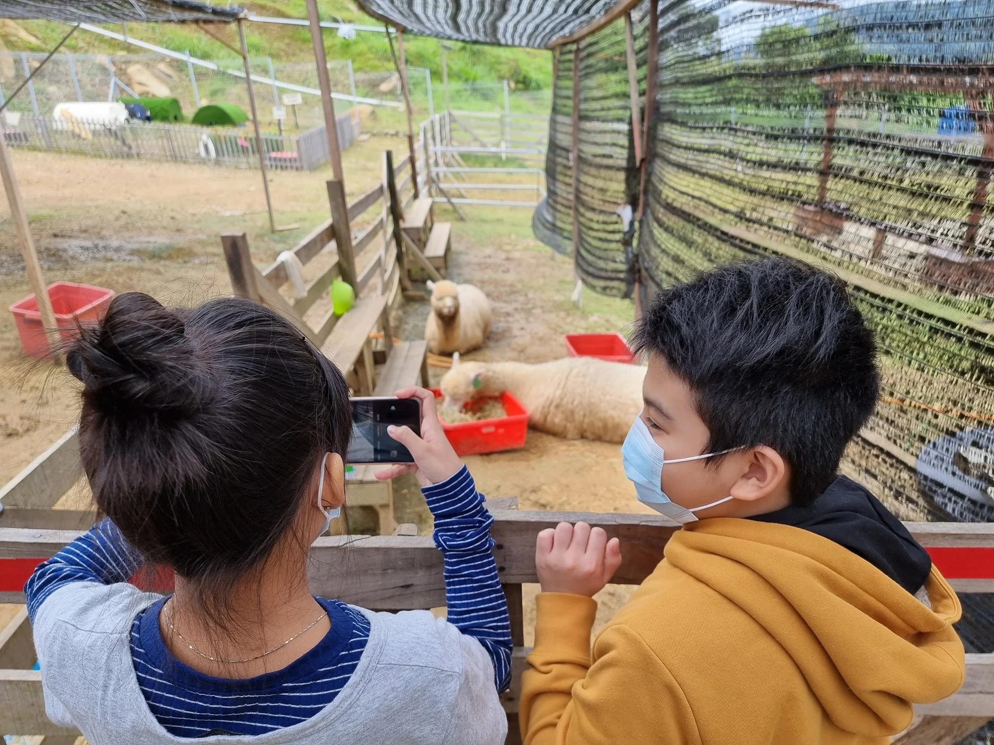 Candid family moment enjoying vacation visiting alpaca farm